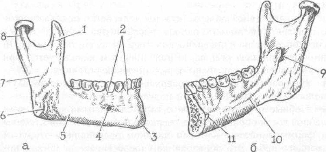 АНАТОМИЯ И ФИЗИОЛОГИЯ ЗУБОЧЕЛЮСТНОИ СИСТЕМЫ АНАТОМИЯ ЧЕЛЮСТЕЙ